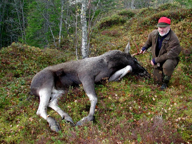 2004 Okse 180kg Nonsh_1.jpg - Kåre felte en 5-spiring øst for Nonshaugen